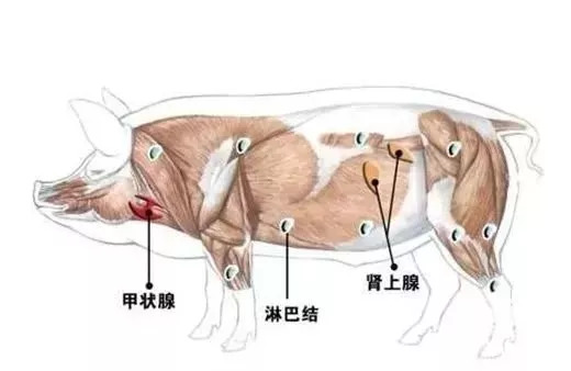 羊肩前淋巴结的位置图图片